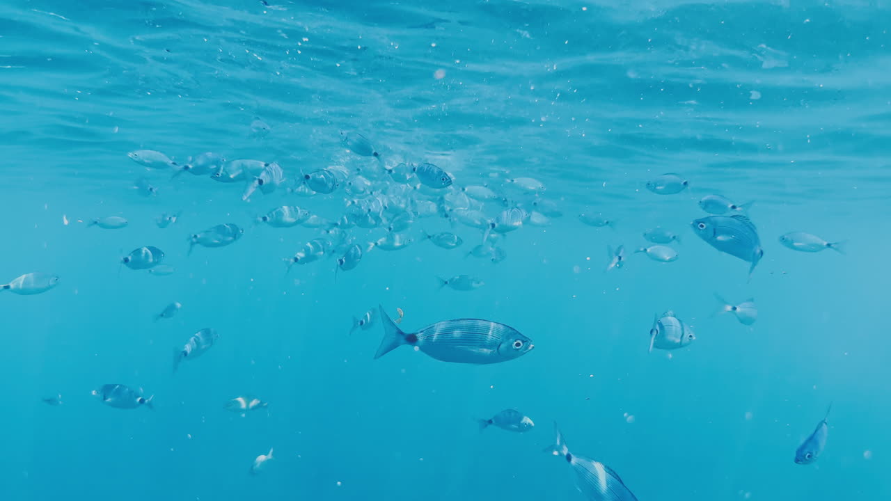 underwater view of a yacht hull with fish swimming around