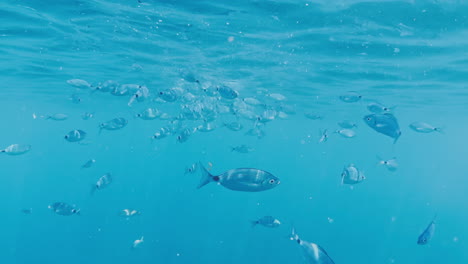 underwater view of a yacht hull with fish swimming around