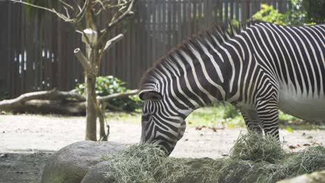 cerca de cebra comiendo heno en el zoológico