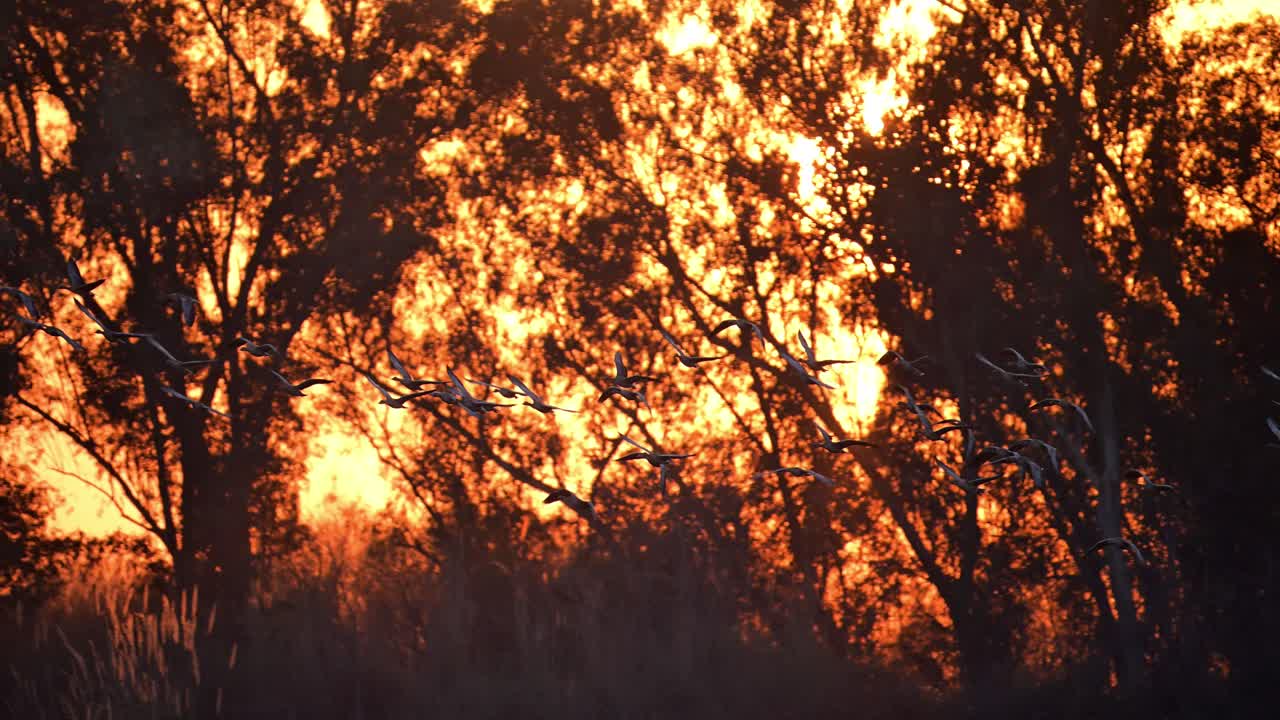 해가 지는 동안 날아다니는 그레이라그 거위 무리
