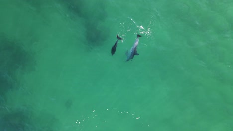 madre delfín enseñando a un ternero nariz de botella a buscar comida en las aguas del océano