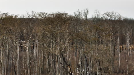 bare trees in point remove wildlife area, blackwell, arkansas, under overcast sky