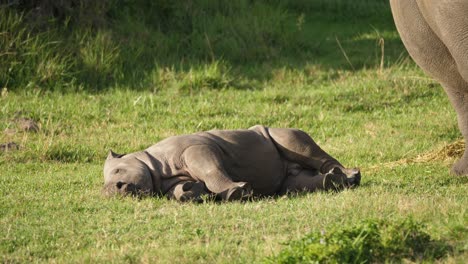 White-rhino-calf-having-a-peaceful-afternoon-nap-on-the-savannah-grass