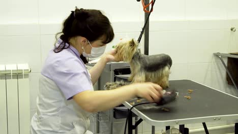 dog in pet grooming salon