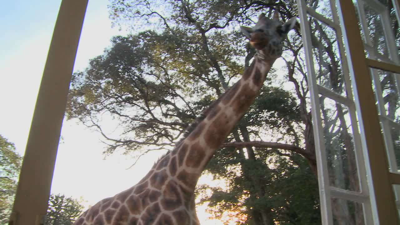 케냐의 옛 저택 밖을 돌아다니는 기린