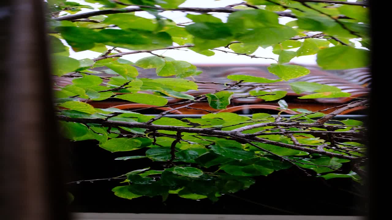 비오는 날 나뭇잎에서 떨어지는 빗방울 - 슬로우모를 닫습니다.