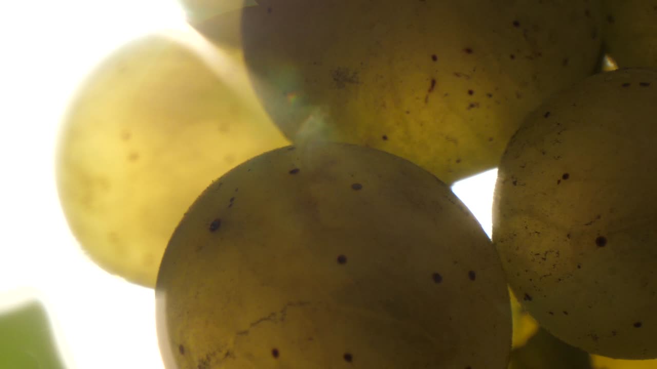 White grape macro with nice sun flare in slow motion