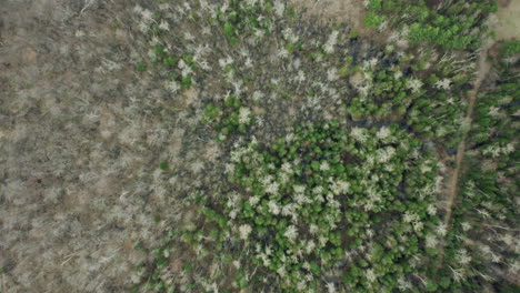 trees spotting the barren forest landscape