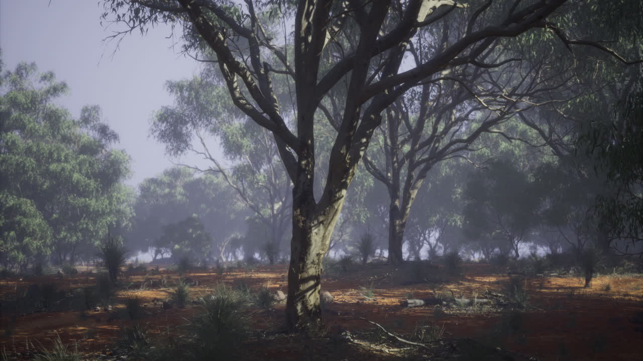 이른 아침에 조용한 숲에서 나무와 함께 안개 풍경