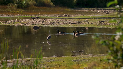 canadian geese in pond with heron stork fishing and hunting slow motion 4k 30fps