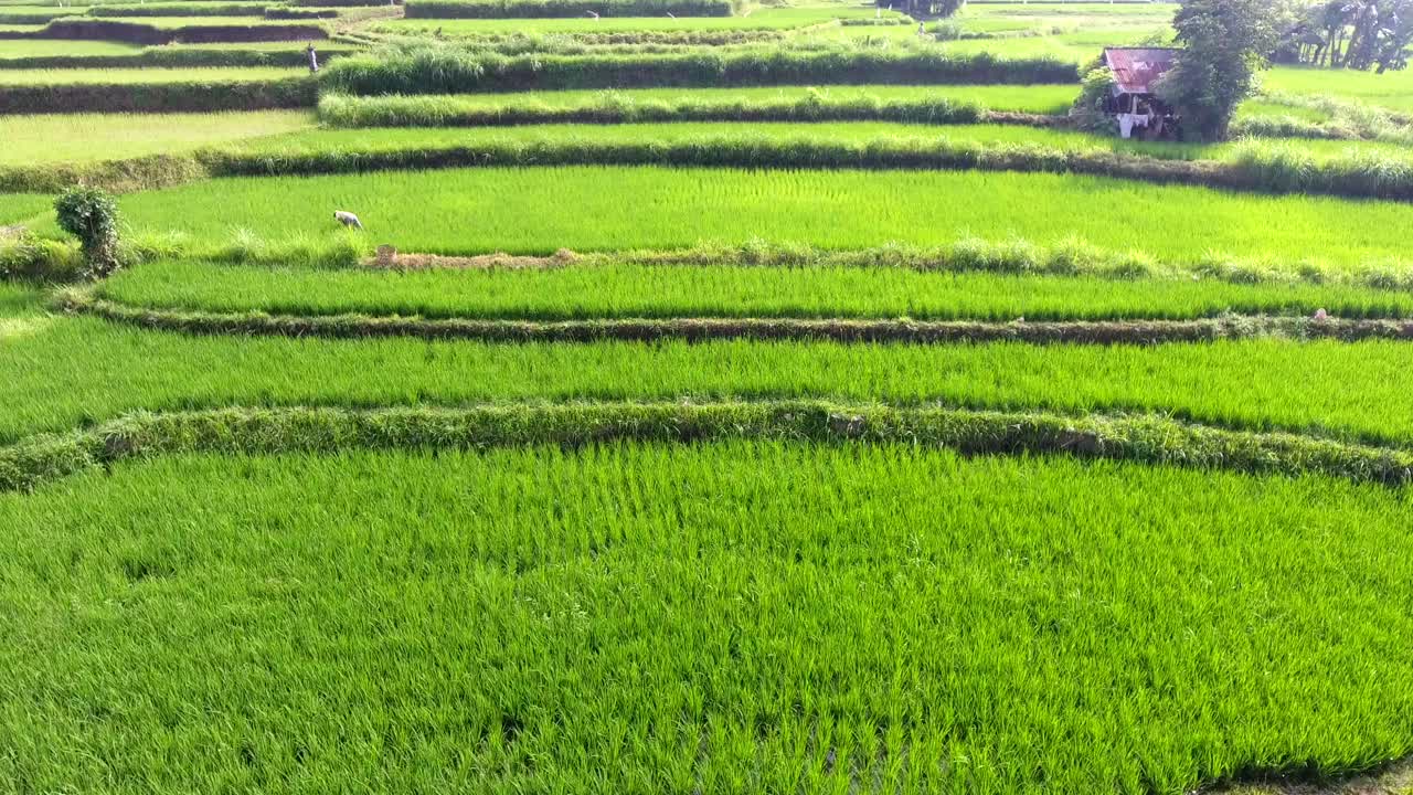 Vista aerea che sorvola risaie a Ubud, Bali, Indonesia, con campi di riso di un verde brillante in crescita