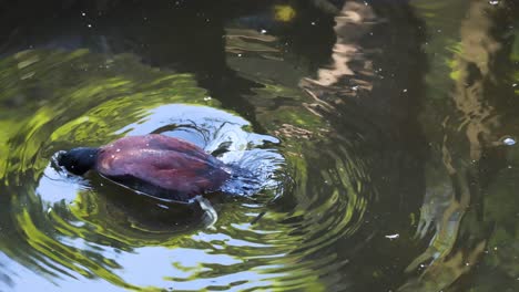 duck dives underwater in a zoo pond