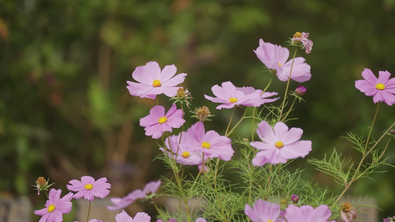 las flores del cosmos en plena floración en el jardín de verano