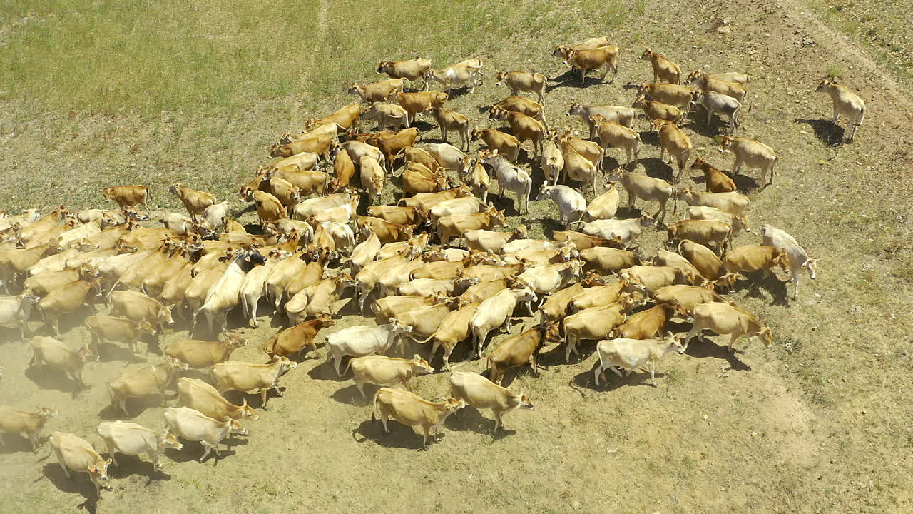 donde las vacas llaman hogar