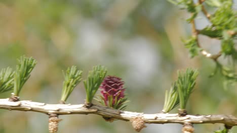 new leaves on larch with buds