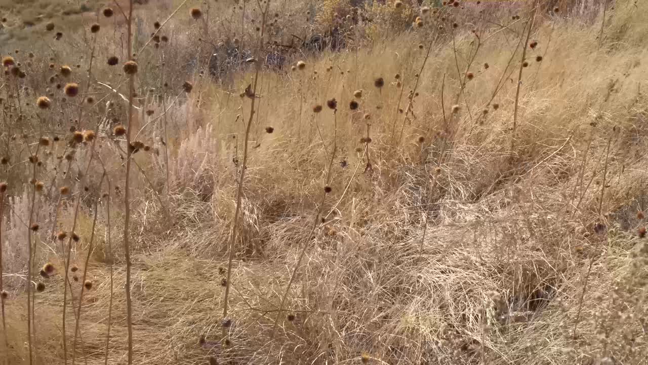 Desert grasses and plants blowing in the wind.