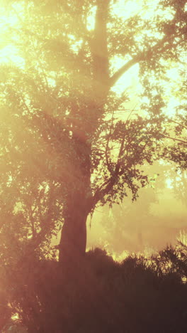 sunbeams through fog in the forest