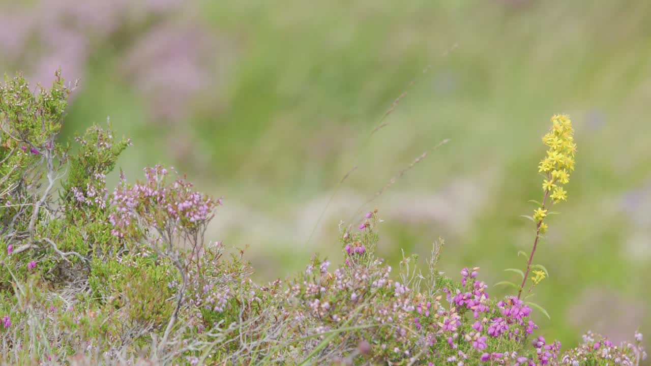 A single yellow wildflower stands among pink blooms in a sunlit Highland meadow as the camera slowly pans, revealing soft, natural scenery