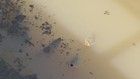 carp eating in the waters of a polluted river