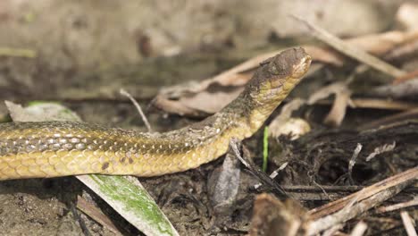 rat snake with mud in eyes flicks tongue