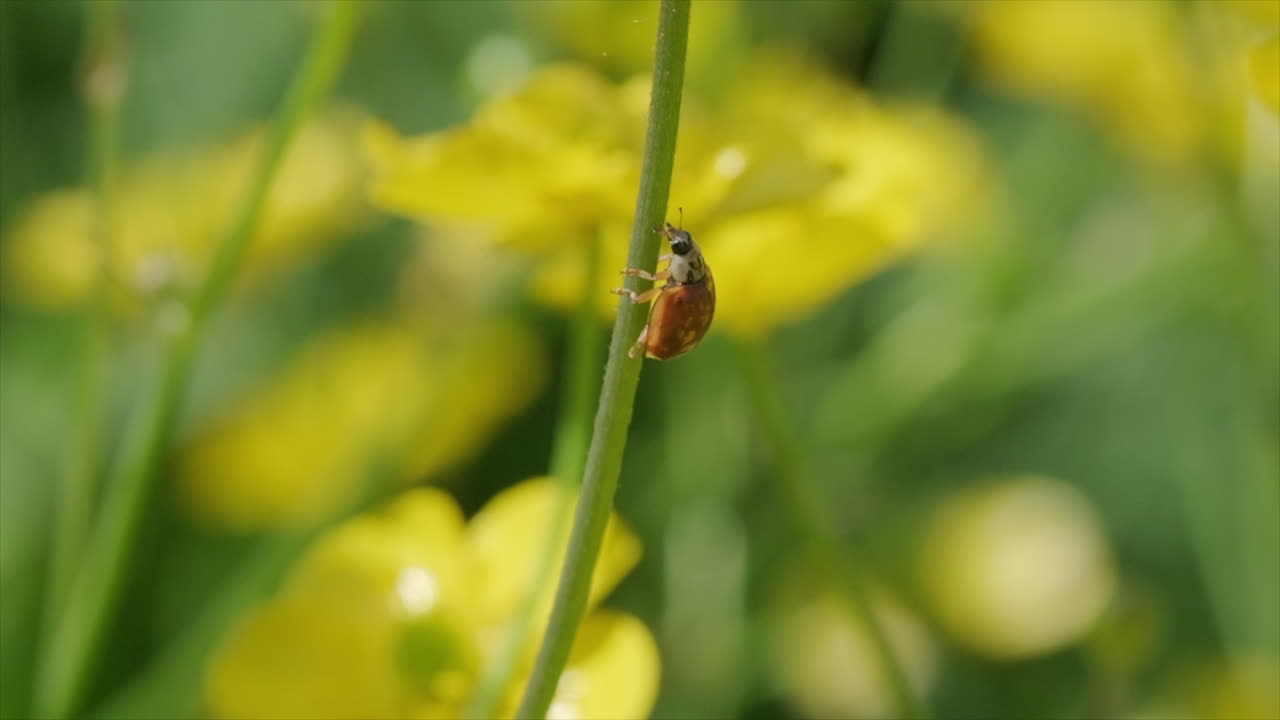 la mariposa subiendo a un tallo de flor en cámara lenta