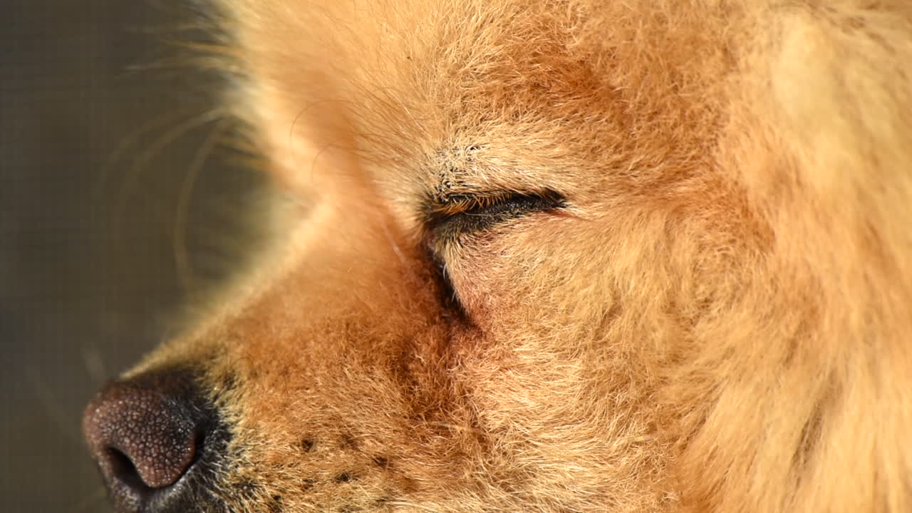 Small pomeranian spitz blinking and looking around. Close up shot at sunlight. Slow motion