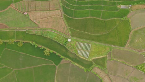vista de avión no tripulado de un campo agrícola exuberante y verde