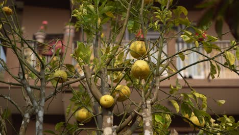 árbol frutal de pomelo maduro y verde en el jardín