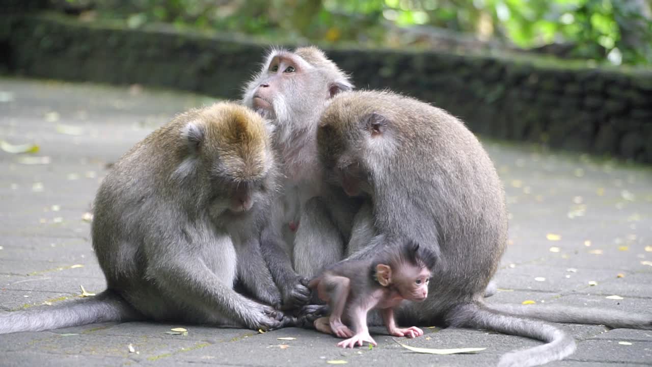 un toque de ternura: madre mono macaco y recién nacido expresando amor incondicional en el santuario del bosque sagrado de monos, ubud, bali