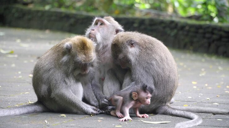 Un Tocco di Tenerezza: Scimmia Macaco Madre e Neonato Che Esprimono Amore Incondizionato al Santuario della Foresta delle Scimmie Sacre, Ubud, Bali