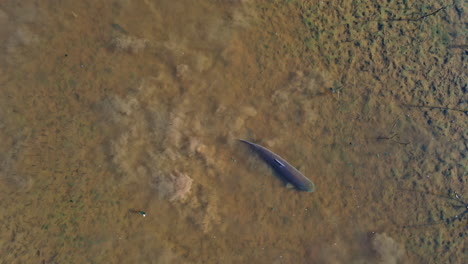 Top down drone shot above a Grass carp (Ctenopharyngodon idella) in shallow water