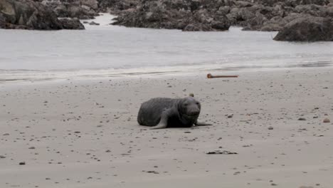 una foca recién nacida en una playa con rocas en el fondo