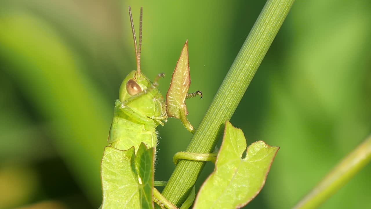 Saltamontes verde posado en tallo de planta limpiándose los ojos con la pata delantera