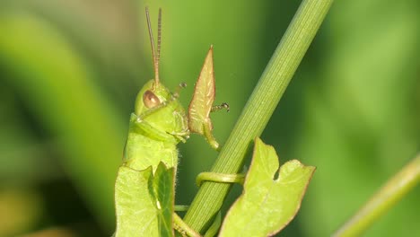 green grasshopper perched on plant stem cleaning eyes with foreleg