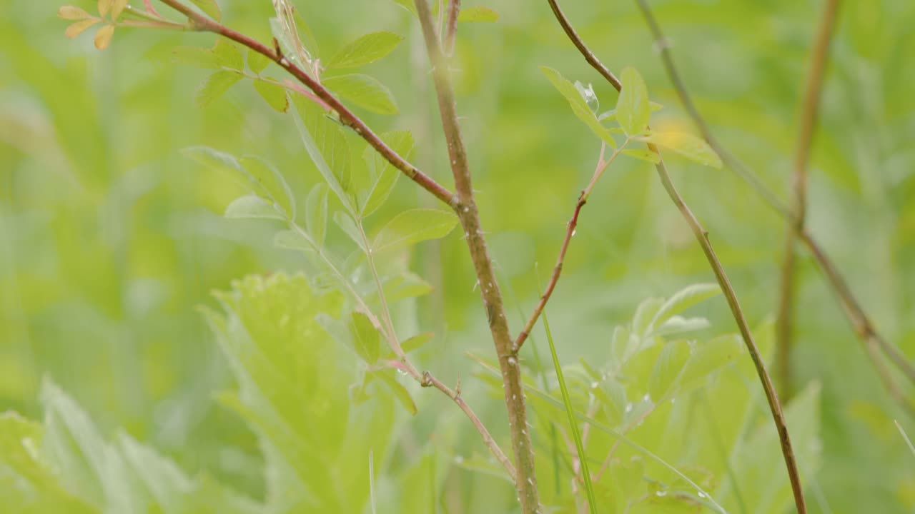 덤불 가지와 잎의 클로즈업