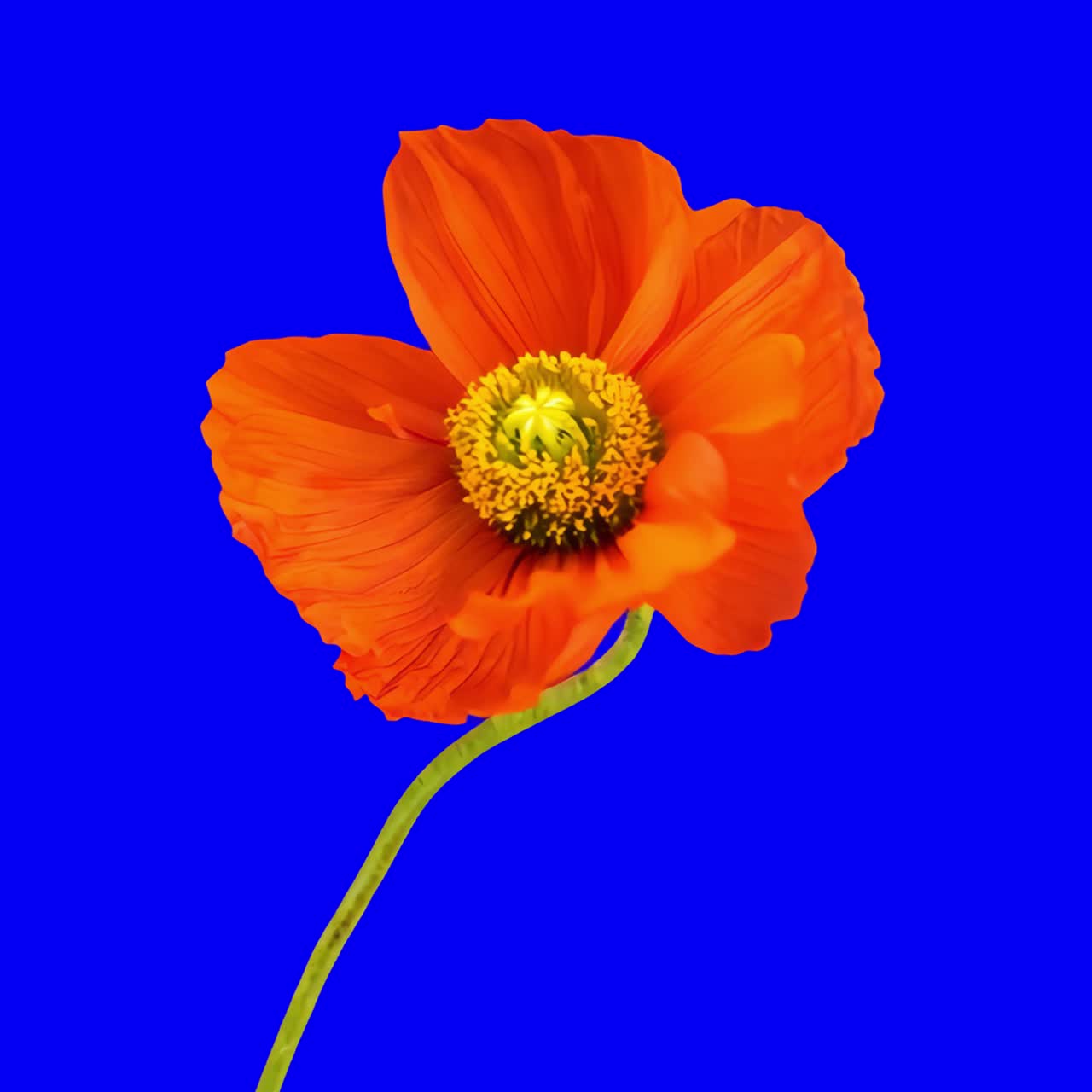 Animación vibrante de una flor de amapola naranja, video 4K transparente, pantalla verde