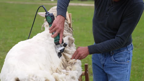 farmer cutting wool on a sheep. shearing white sheep with a professional electric machine outdoors. traditional shearing sheep for production of wool fleece.