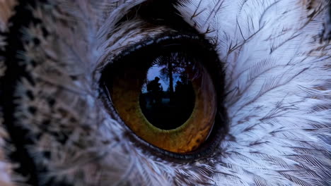 close-up of an owl's intense gaze