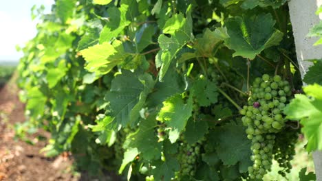 Eine-Weintraube-Auf-Einem-Weinberg-In-Sinaia,-Rumänien