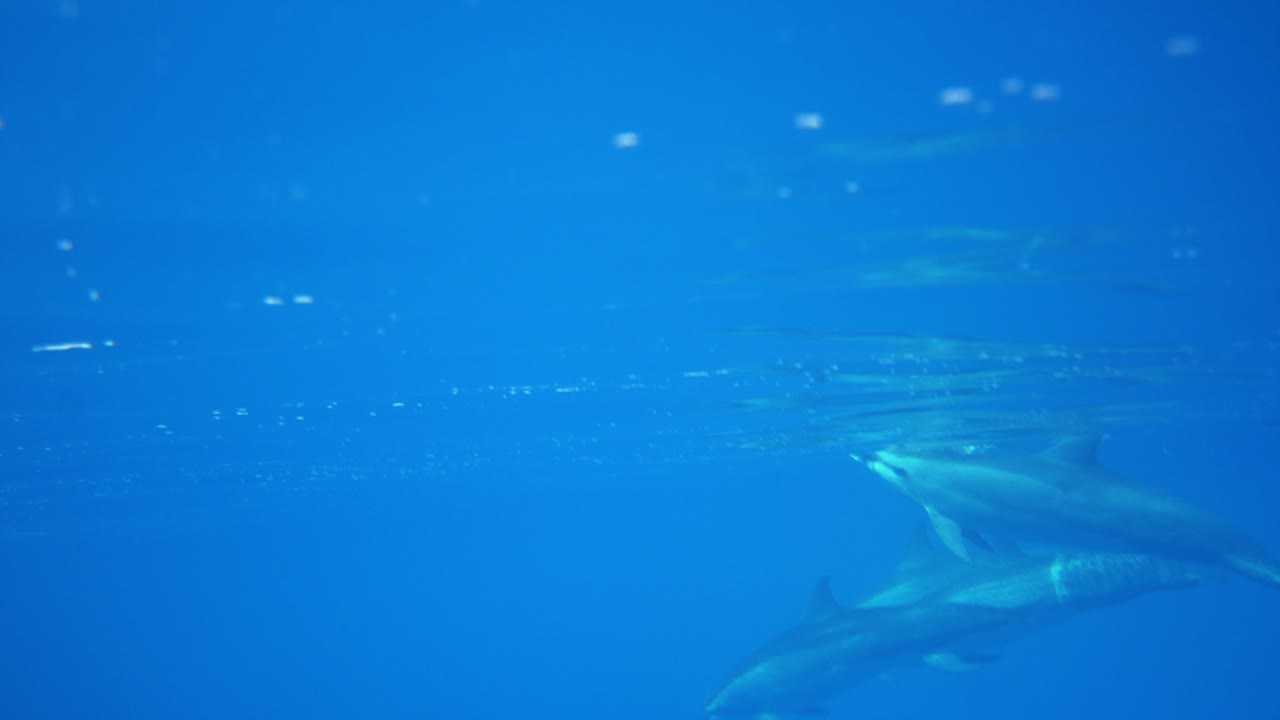 돌고래 무레아 타히티 프랑스령 폴리네시아 수중 돌고래 어리 수영 명확한 남태평양 크리스탈 명확한 물 산호초 섬 깊은 바다 생명 고래 포코네이드 포마리아