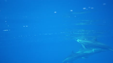 delfines moorea tahiti polinesia francesa bajo el agua delfín marsopa pod nadando claro océano pacífico sur cristalino agua clara arrecife de coral isla vida de aguas profundas cetáceos mamíferos phocoenidae