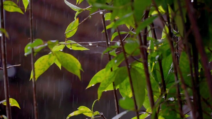 Wet plants on the house garden during rainy weather