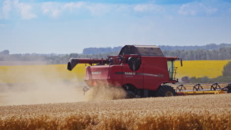 grain harvesting combine. combine harvester working on wheat field