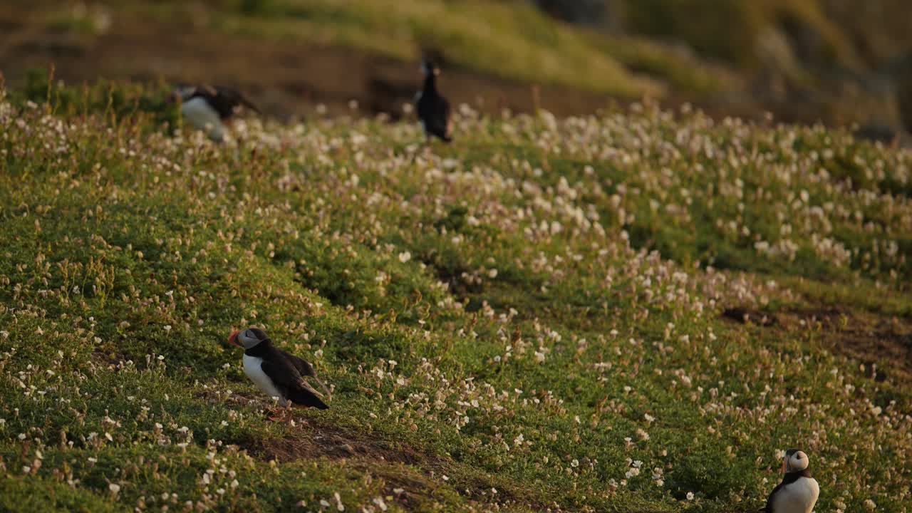 puffins volando y aterrizando en tierra en la costa al atardecer, puffins atlánticos en vuelo regresando del mar, reino unido aves marinas y aves en la isla de skomer en gales