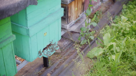 view of the hive entrance where bees fly in and out in the apiary.