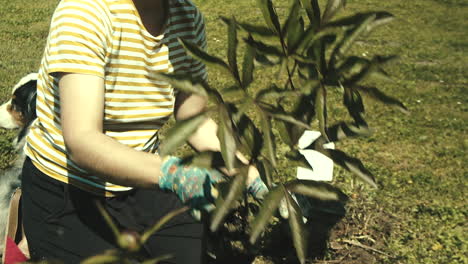 person in gardening hat and gloves plants shrub on sunny day, tilt, slow-mo