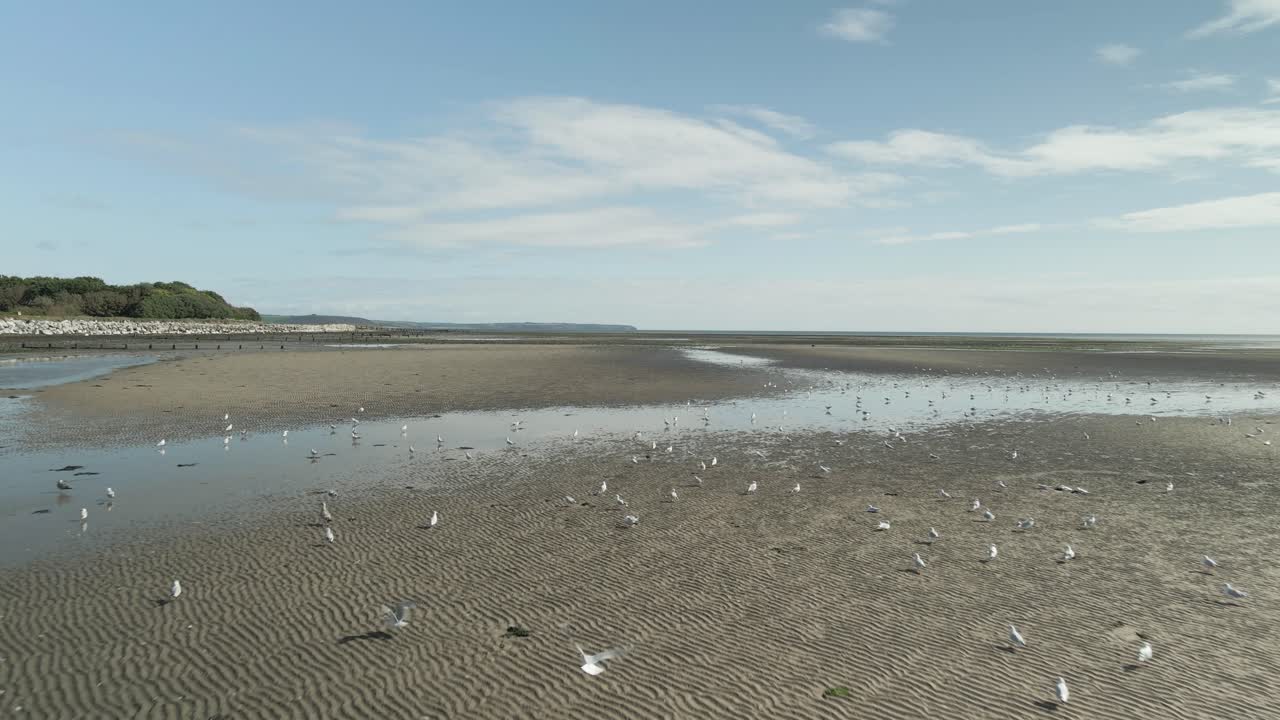 아일랜드 동부 코크 카운티의 필모어 스트랜드 (pilmore strand) 에서 물결이 낮을 때 큰 야생 조류 무리가