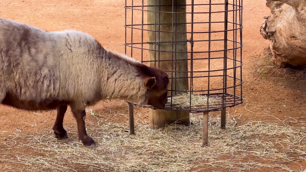 Profilbilde av en sau som spiser høy fra en metallfôringsautomat i Dubbo, Australia