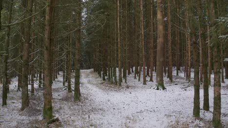 4K-UHD-aerial-drone-clip-of-green-trees-in-a-dreamy-forest-in-winter-with-snow-covering-the-cold-ground-and-tree-tops-in-Bavaria,-Germany