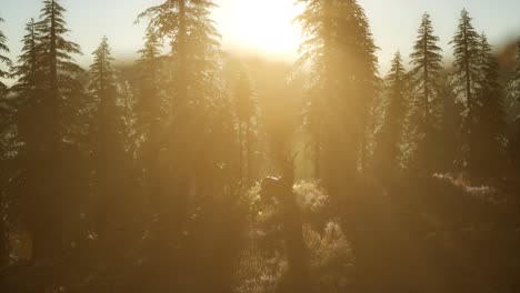 Macho-De-Ciervo-En-El-Bosque-Al-Atardecer